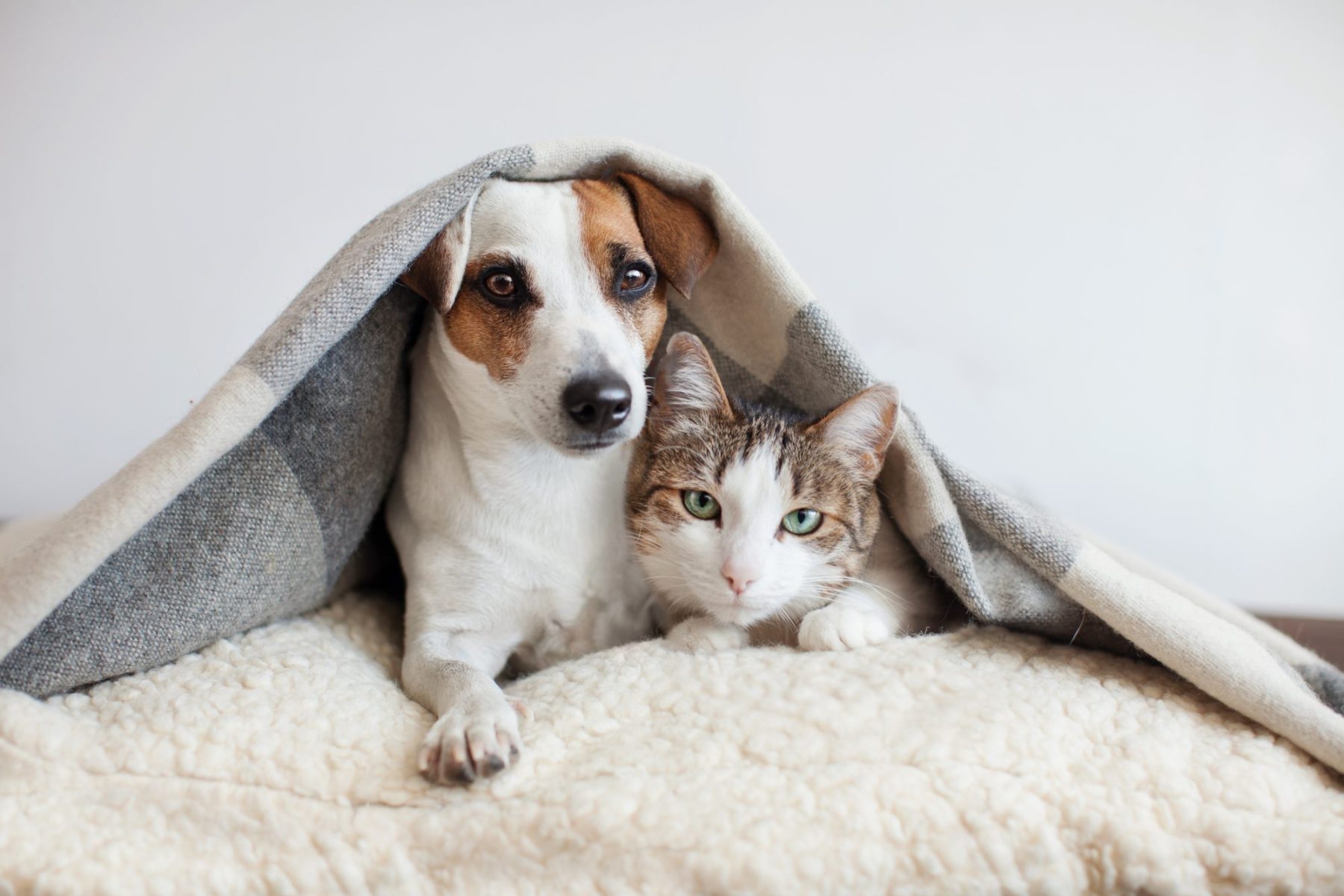 Estate planning should consider needs of pets