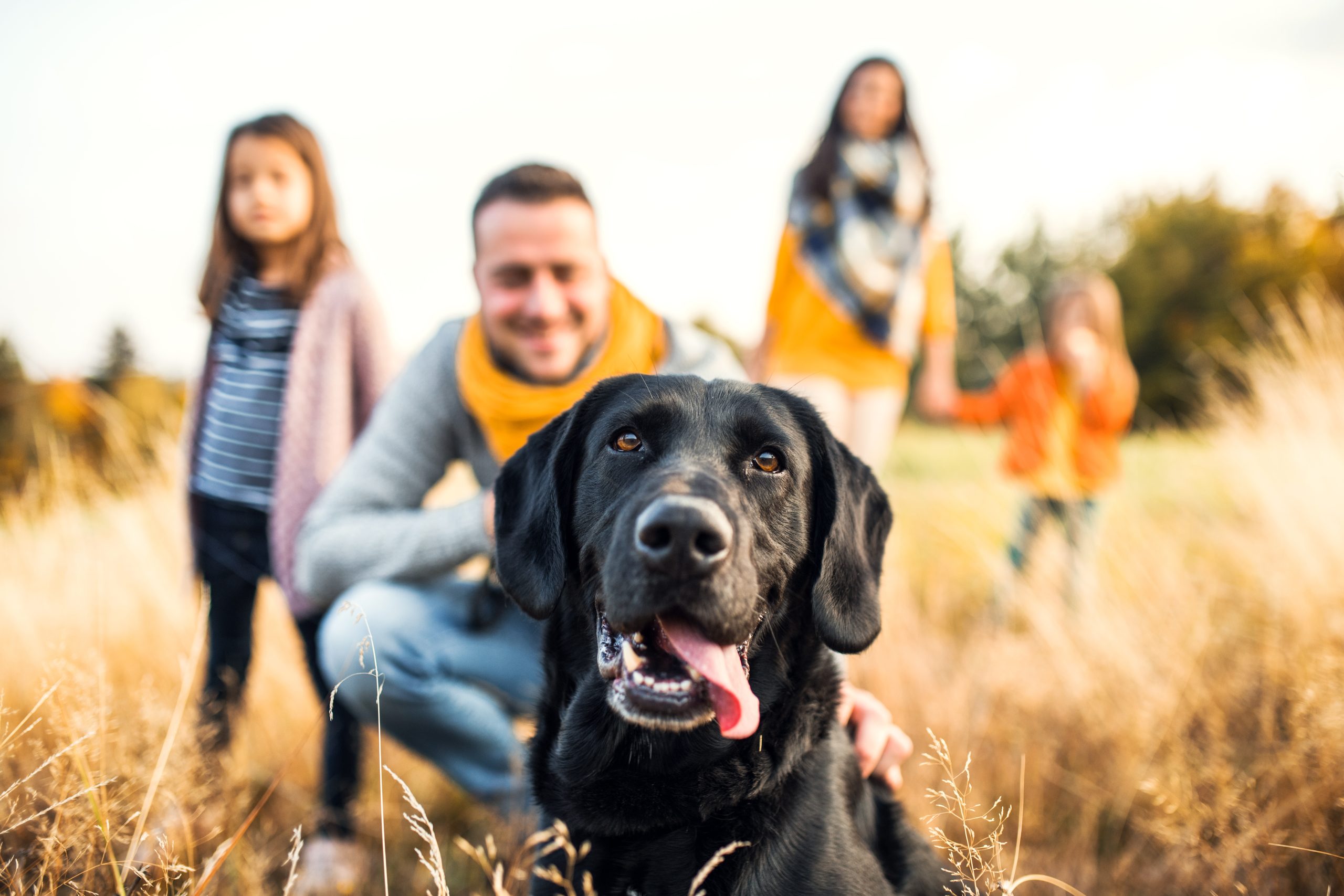 Estate Planning for Your Furry Friends (Part 2)